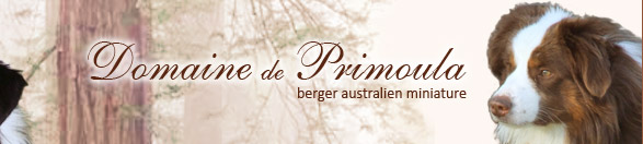 Primoula's mini aussies